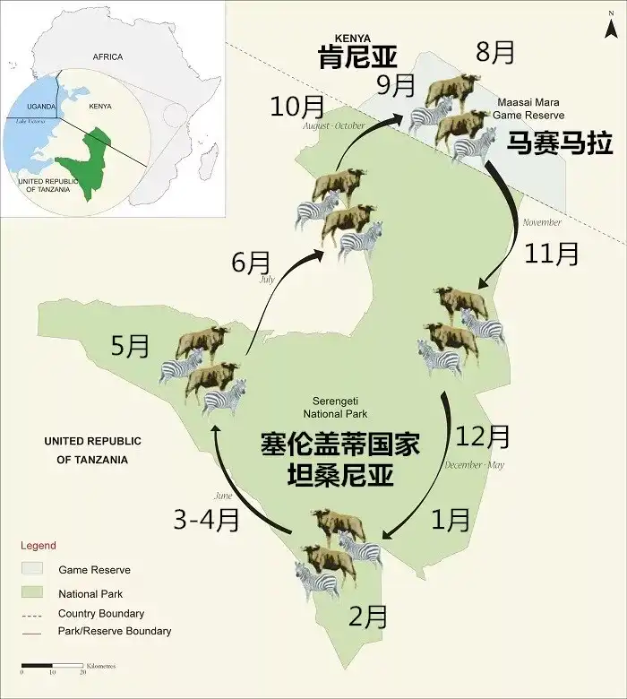 左右),会有140万只角马和20万只斑马从坦桑尼亚向北迁徙到马赛马拉