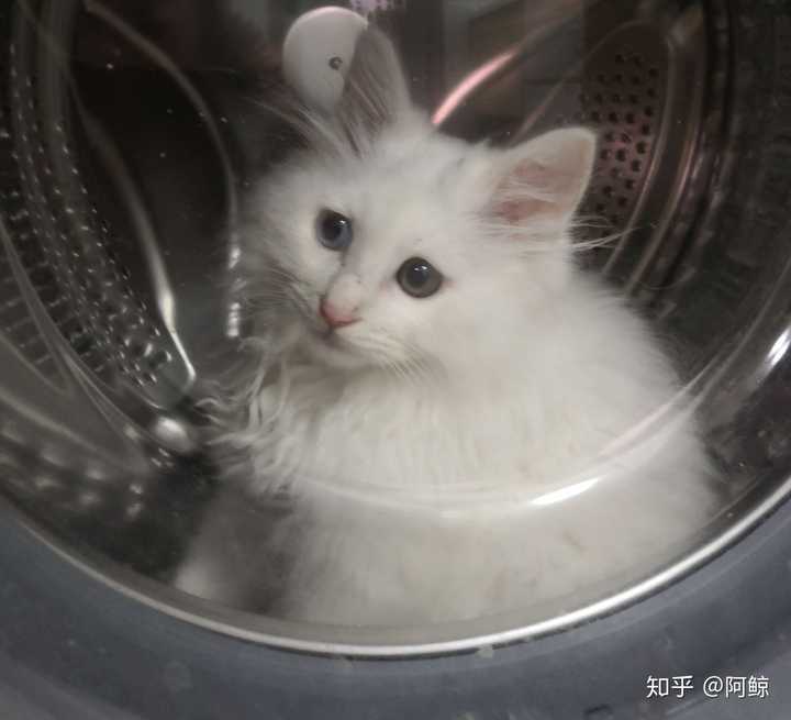 狮子猫为什么被炒到了几千块