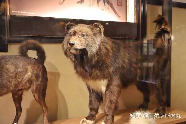 "消失的桦太犬"——萨哈林哈士奇