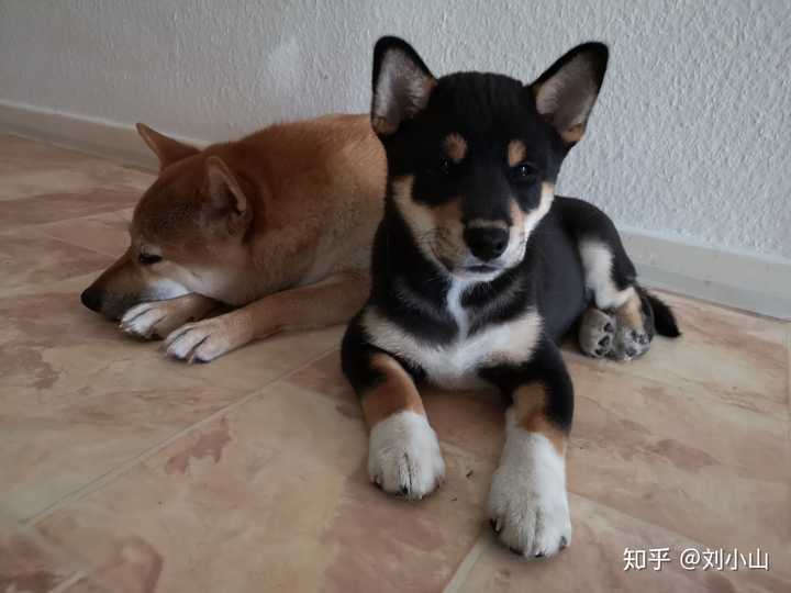 求大家帮帮看一下12周大的黑色柴犬 品相如何?