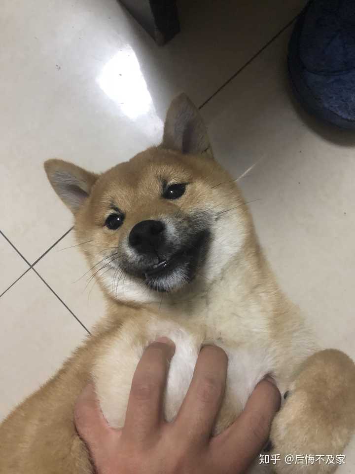 有没有柴犬的表情包.猥琐一点的?