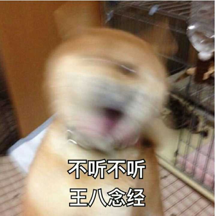 有哪些可爱的动物表情包?