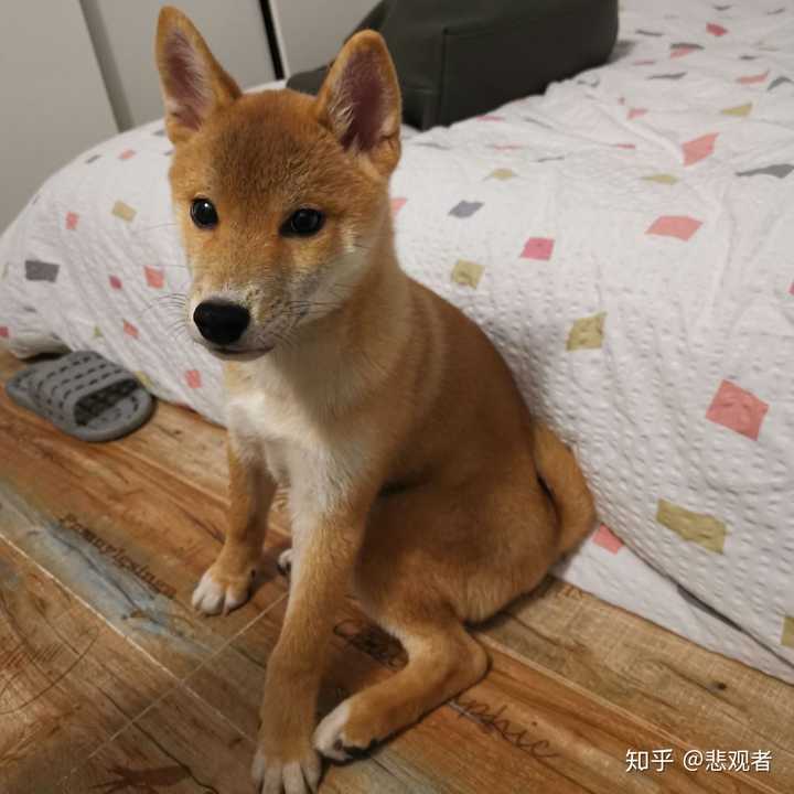 我家柴犬5个半月脸部毛色偏黄,白色 部分很少正常吗?