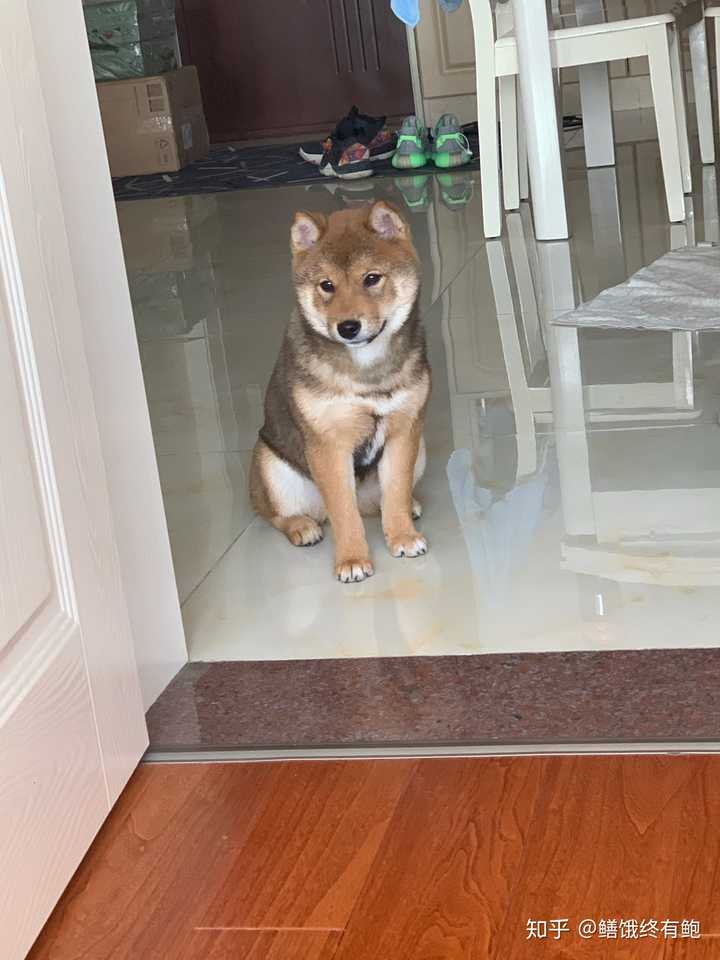 如何买到纯种健康的柴犬?