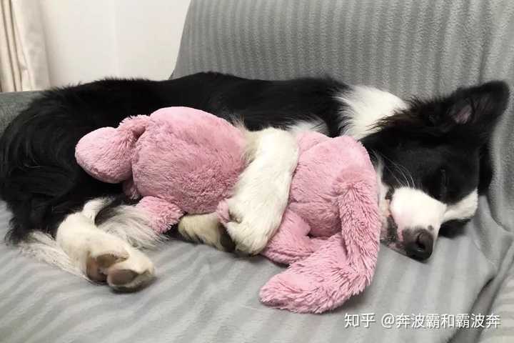 狗娃睡觉萌照