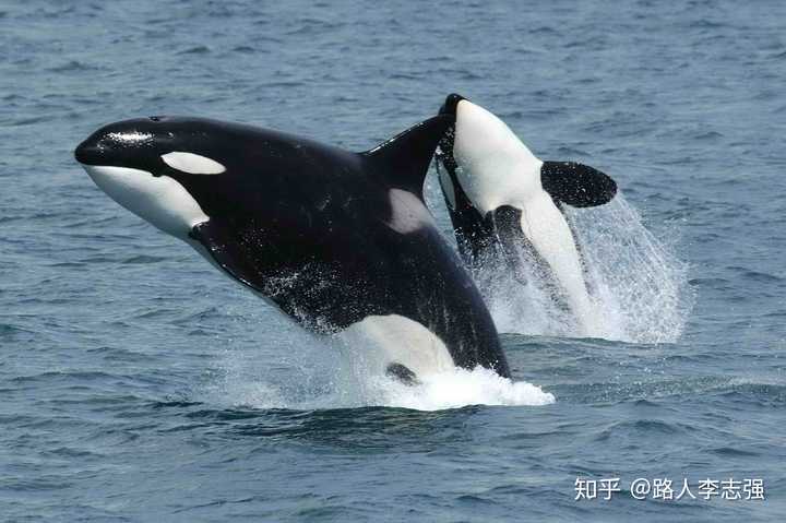再说下虎鲸(orca),北极熊vs虎鲸 作为海洋中的顶级猎食者,虎鲸是没有