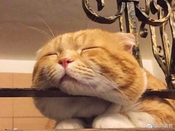 有没有傻傻的头像?