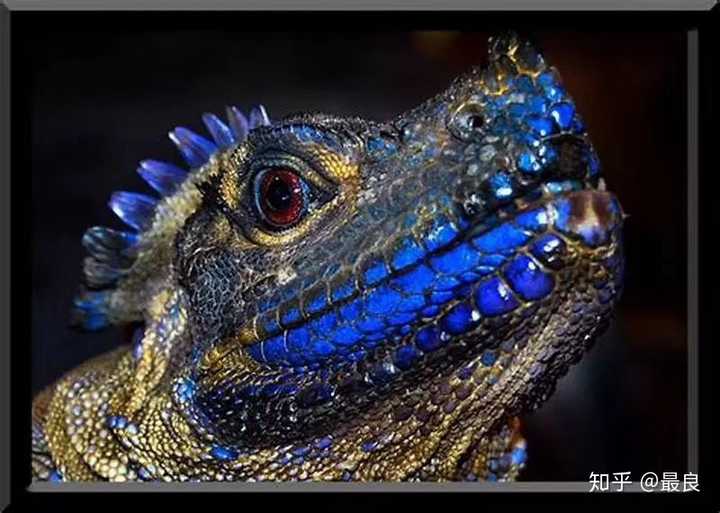 不过成体的斑帆蜥太过于笨重 实在飘不动 目前这个物种在菲律宾和