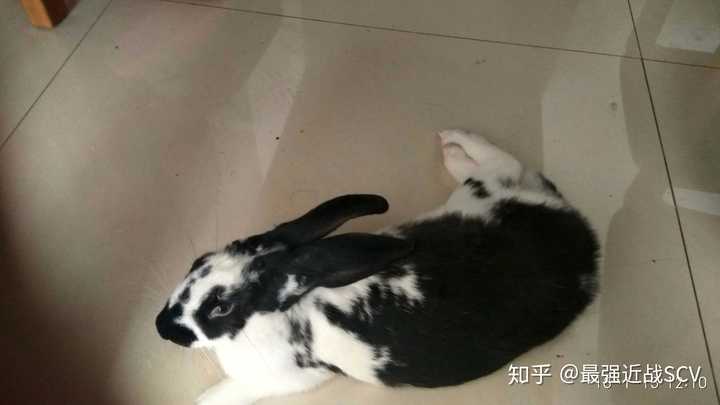 养巨型花明兔(flemish giant)是怎样的体验?