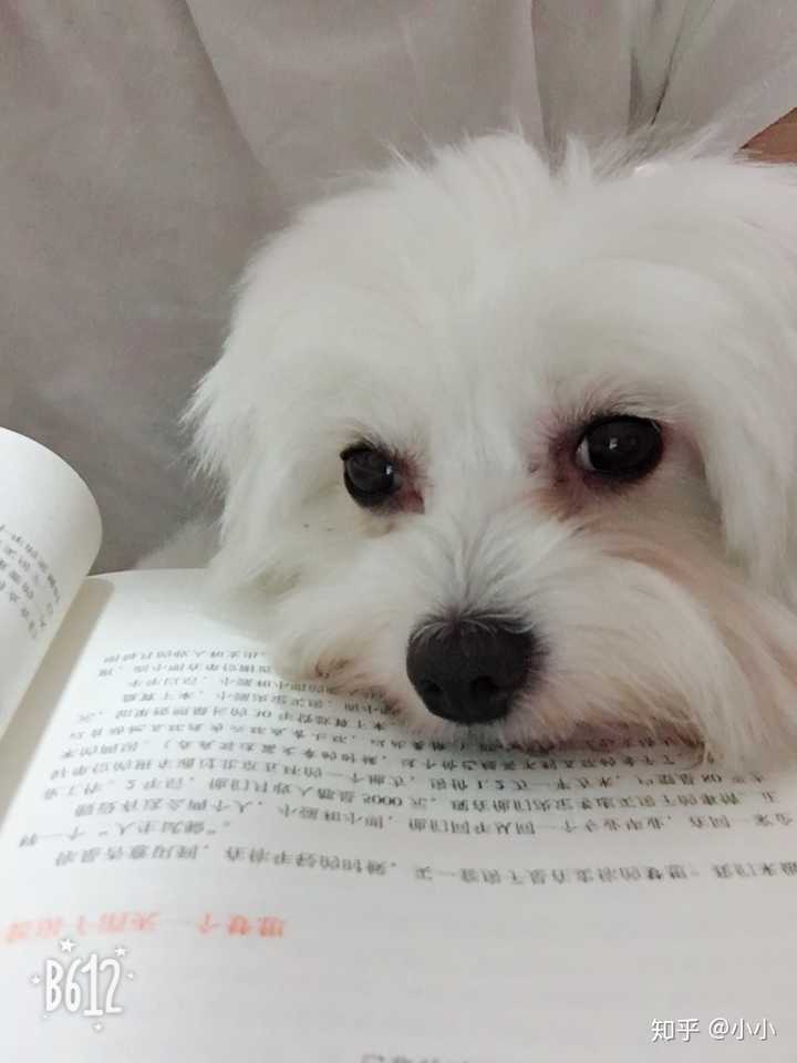 很想问一下大家 养一只特别乖的狗 是一种怎么样的体验?