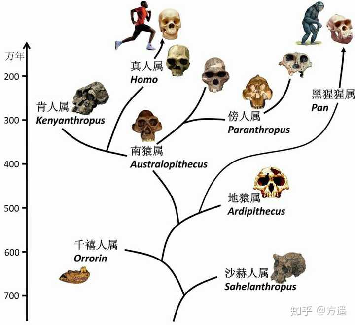 直立人,能人,匠人是三个独立物种,而直立人与智人的祖先匠人在进入