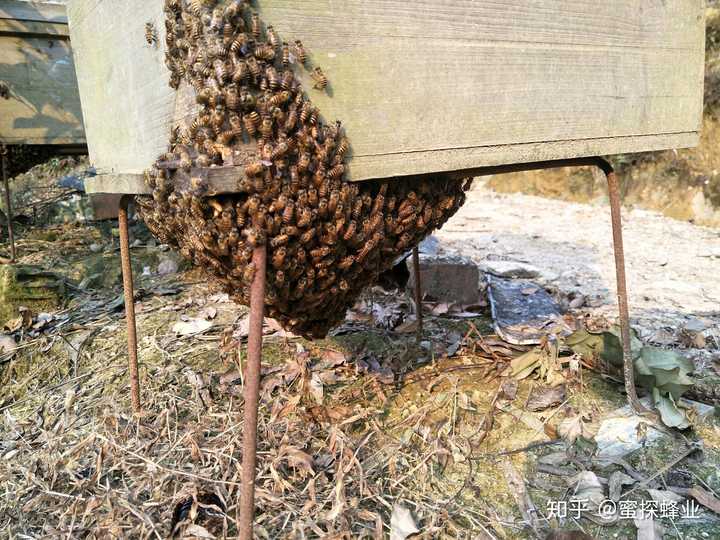 蜜蜂蜇伤毒针要拔出吗