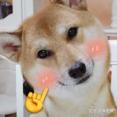 一只猫和一只狗的情侣头像?