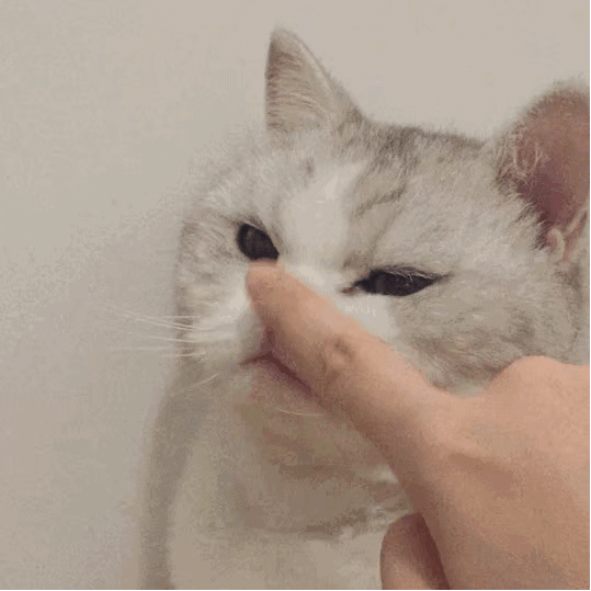 养猫真的很治愈吗?