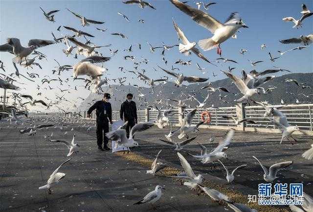 关于今年西伯利亚海鸥飞行6000公里到昆明滇池猎食面包突然无人投喂