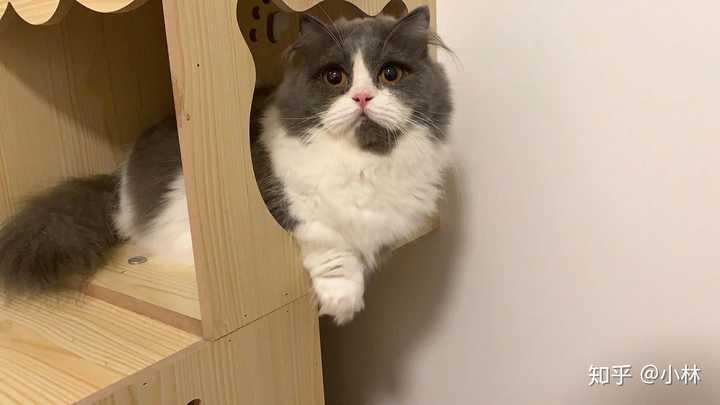 这是我家的猫,矮脚蓝白英短.