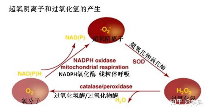自由基是怎么产生的?