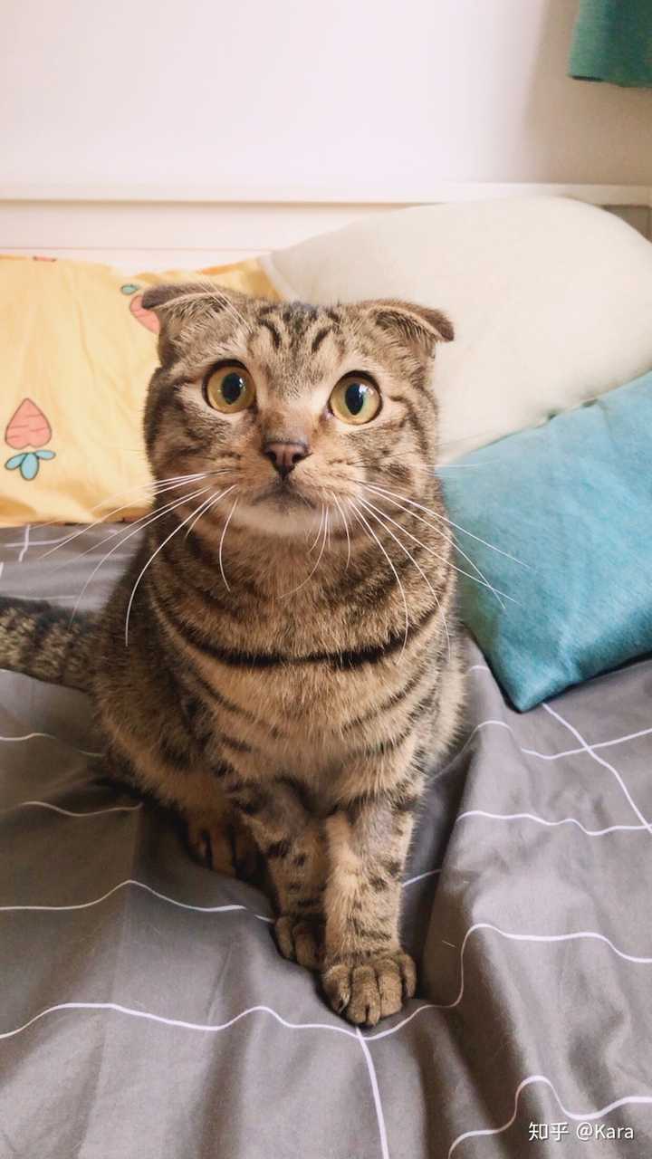 狸花猫可以漂亮到什么程度?