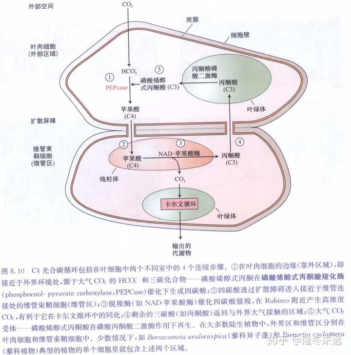 来感受一下c4和c3的区别