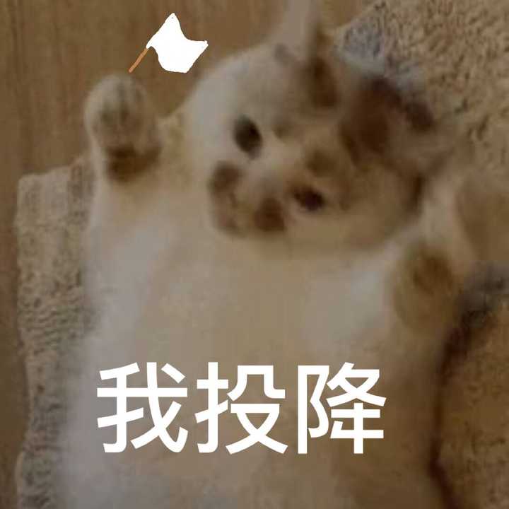 有没有猫咪的表情包?