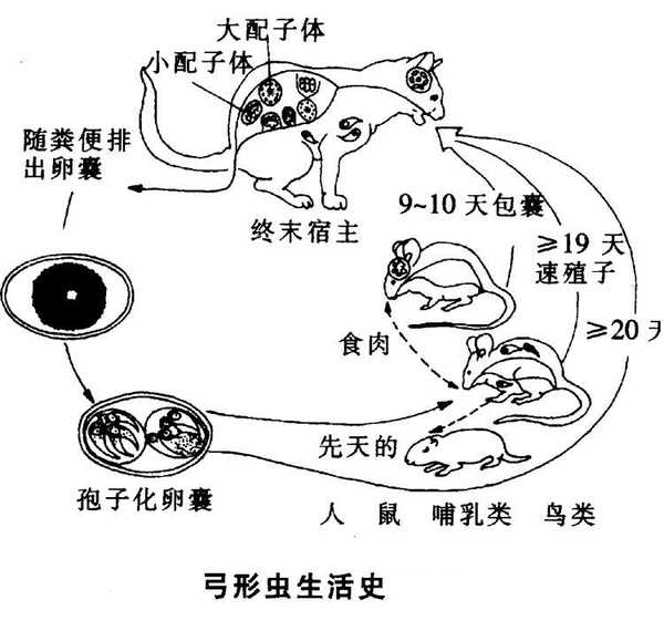 家猫身上一定会有弓形虫吗?