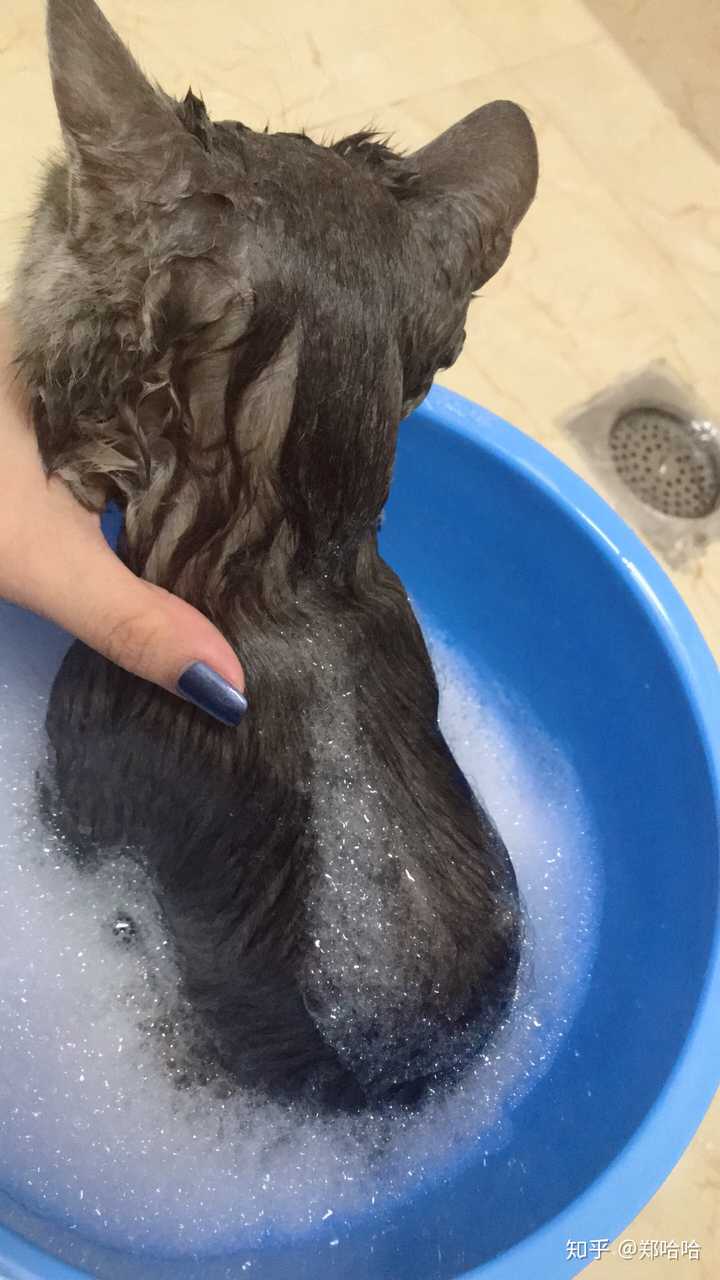 壁纸 动物 狗 狗狗 猫 猫咪 小猫 桌面 720_1280 竖版 竖屏 手机