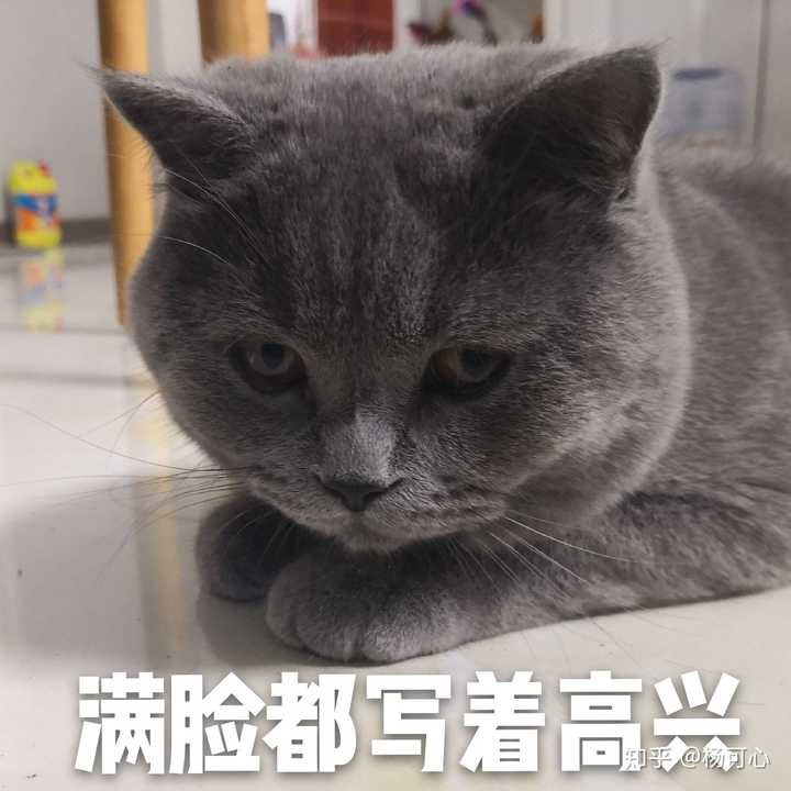 养一只英短蓝猫是什么体验?