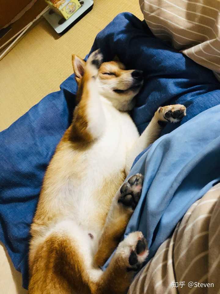 舔狗睡懵了