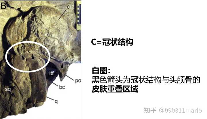 从外表来看,冠状结构与头颅骨的边缘以皮肤相连