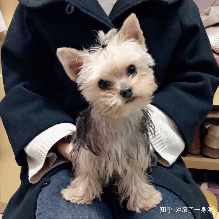 大家认为哪种小型犬最可爱?