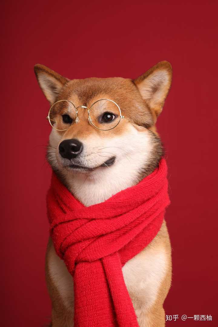 柴犬怎么挑选呢