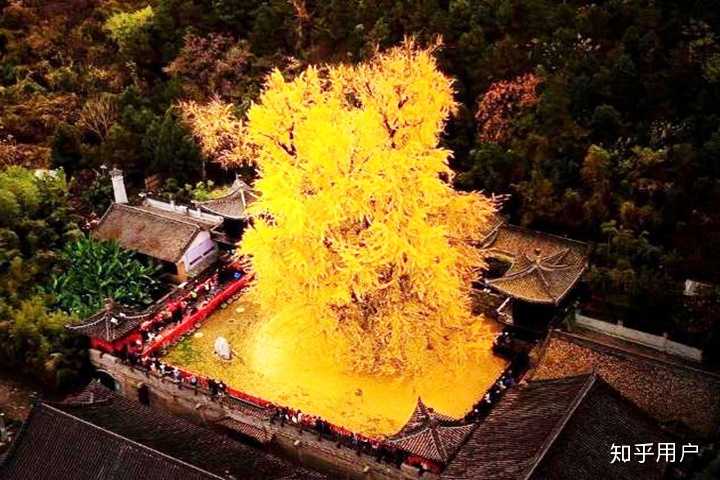 西安古寺千年银杏树究竟有多美?