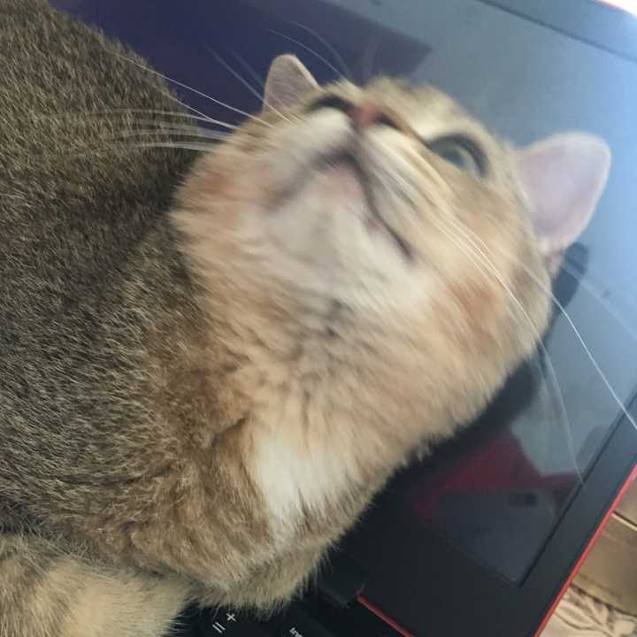 拍虚的照片_单反18-55的镜头能拍全身背景虚化的相片吗_手机怎么拍虚化的照片