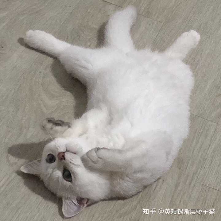 猫为什么喜欢这样躺着……姿势太销魂了,求解答?