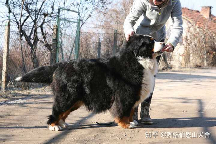 养一只伯恩山,伯恩山犬是什么感觉?