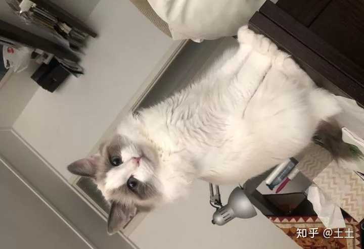 (1)布偶猫与花 客人除了要纹布偶猫之