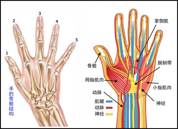 肌腱,血管,神经,骨骼,肌肉,脂肪,关节及韧带等组织构成;每个手部结构