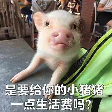 有哪些猪的搞笑图片或者表情包?