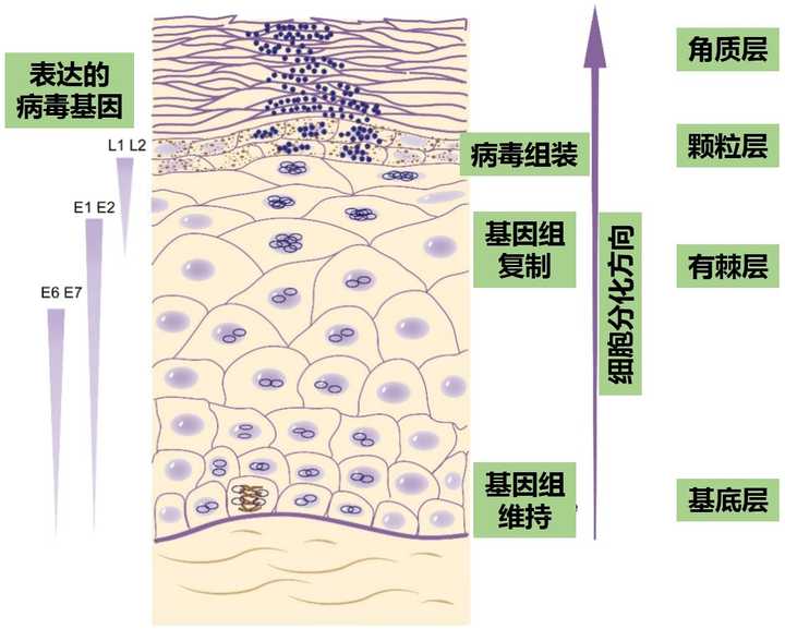 这是皮肤结构的纵切图.