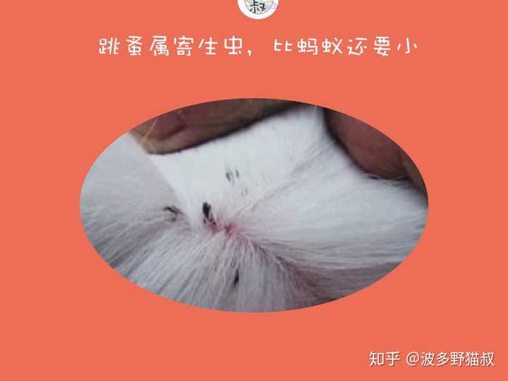 猫咪身上的跳蚤怎么处理彻底?