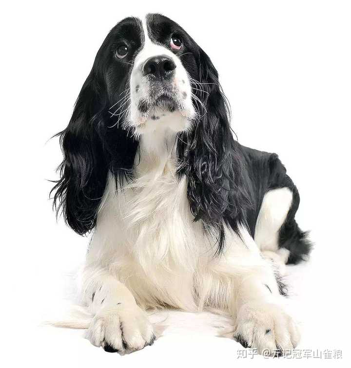 史宾格犬到底是不是按照展示型和狩猎型进行区分的?