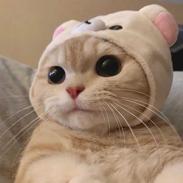 有什么猫狗的情侣头像?