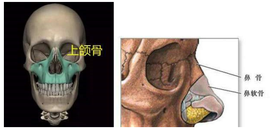 而且鼻根部的骨头属于颅骨,其坚硬程度不是精油加两个手指就能改变的