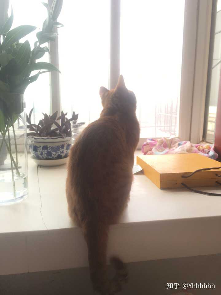 背影杀 肥坨猫在和窗外的鸟儿对话