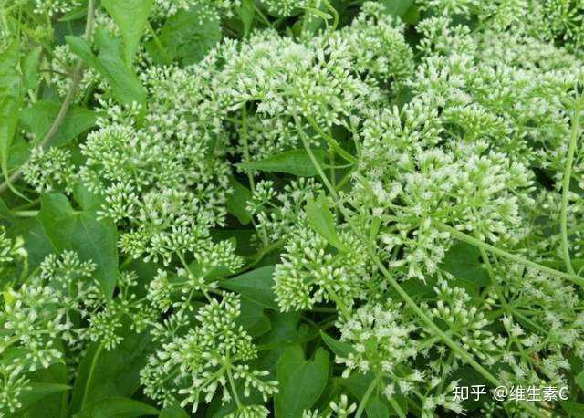 薇甘菊