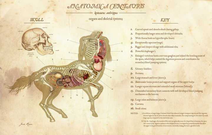 半人马在生物学上是否可行