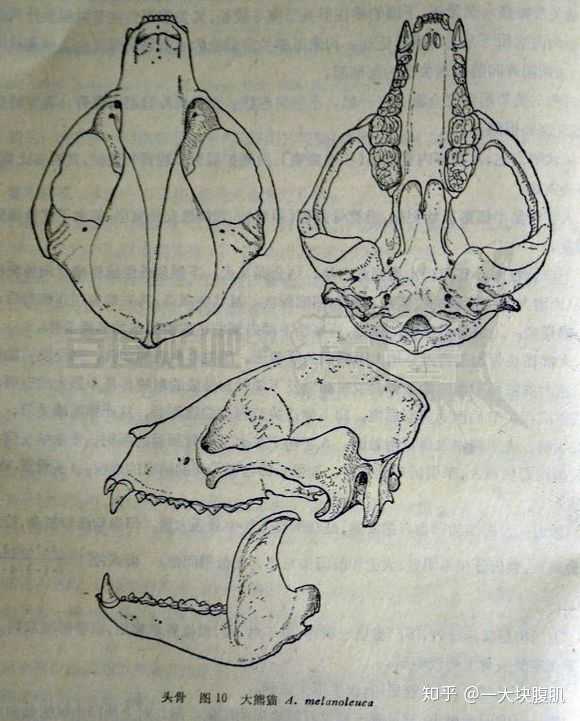 熊猫头骨和黑熊对比,可见黑熊犬齿比例略大但大的不多,但是爪子明显