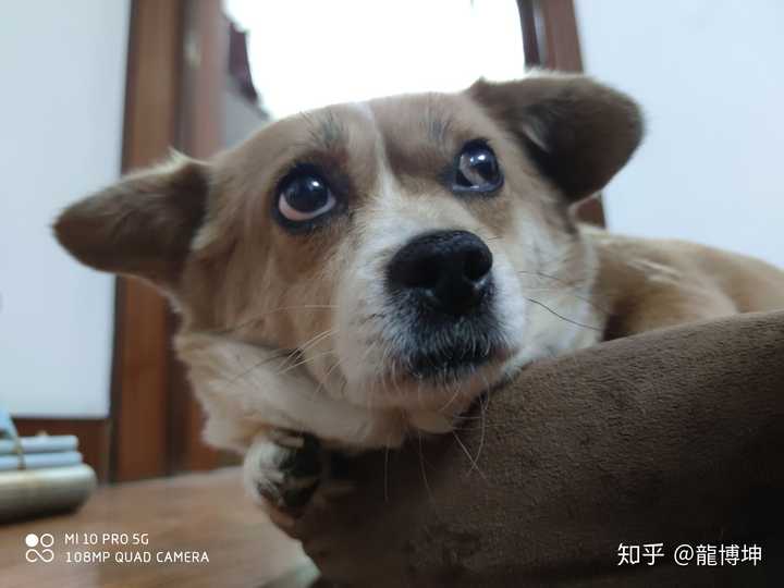 你和你家狗有怎样的故事?
