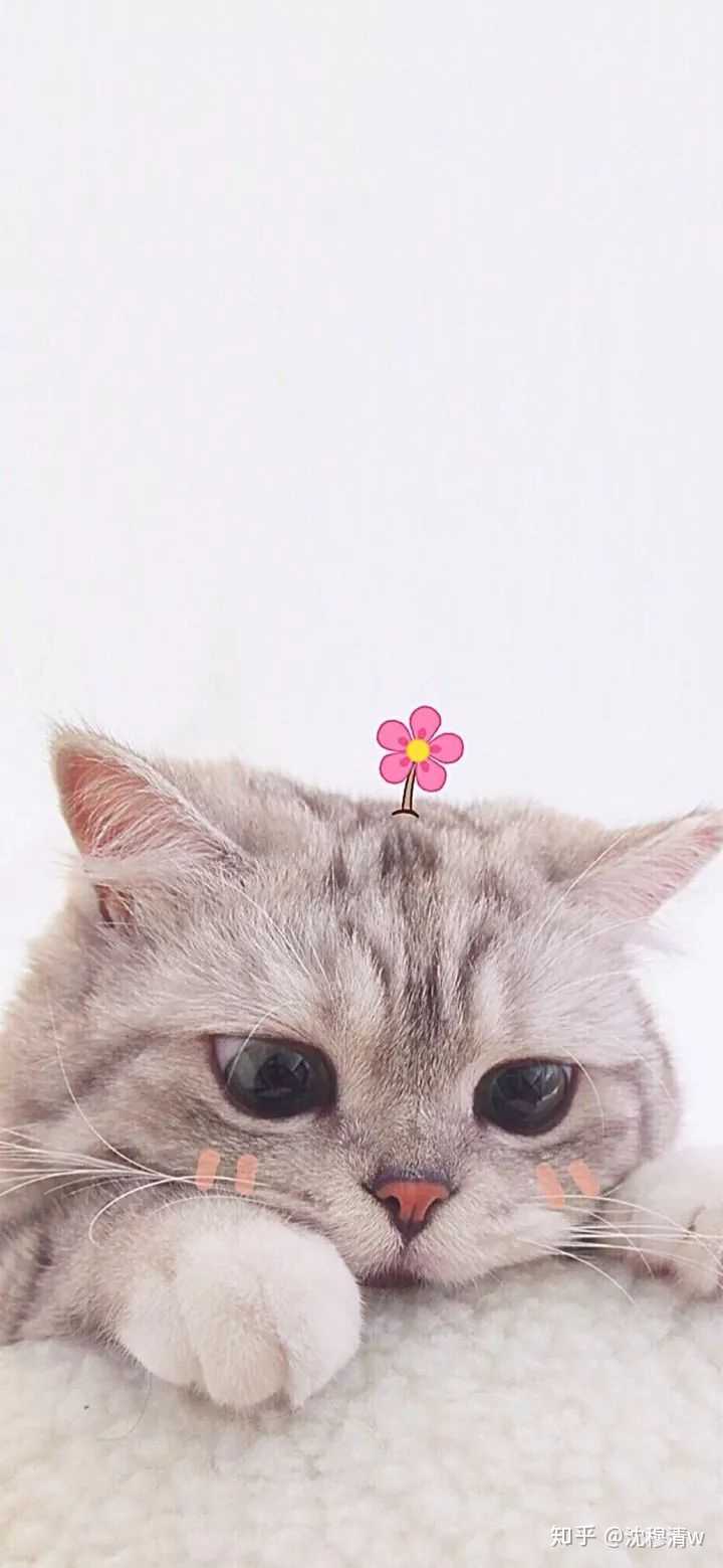 有没有好看的猫咪壁纸或头像?