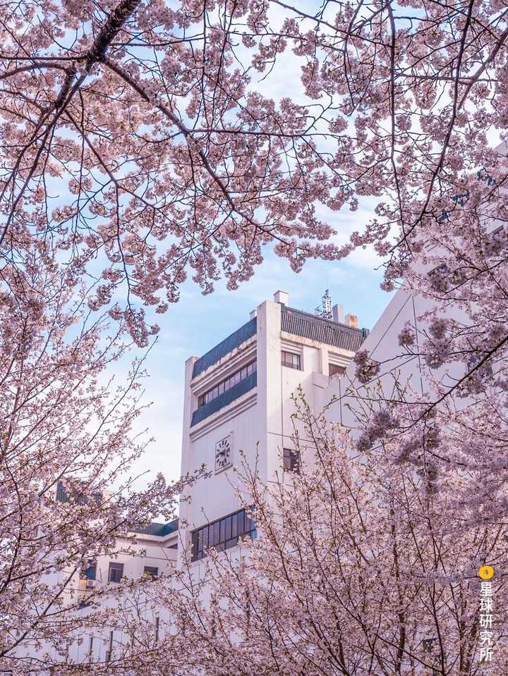 武汉大学人文馆,摄影师@田春雨